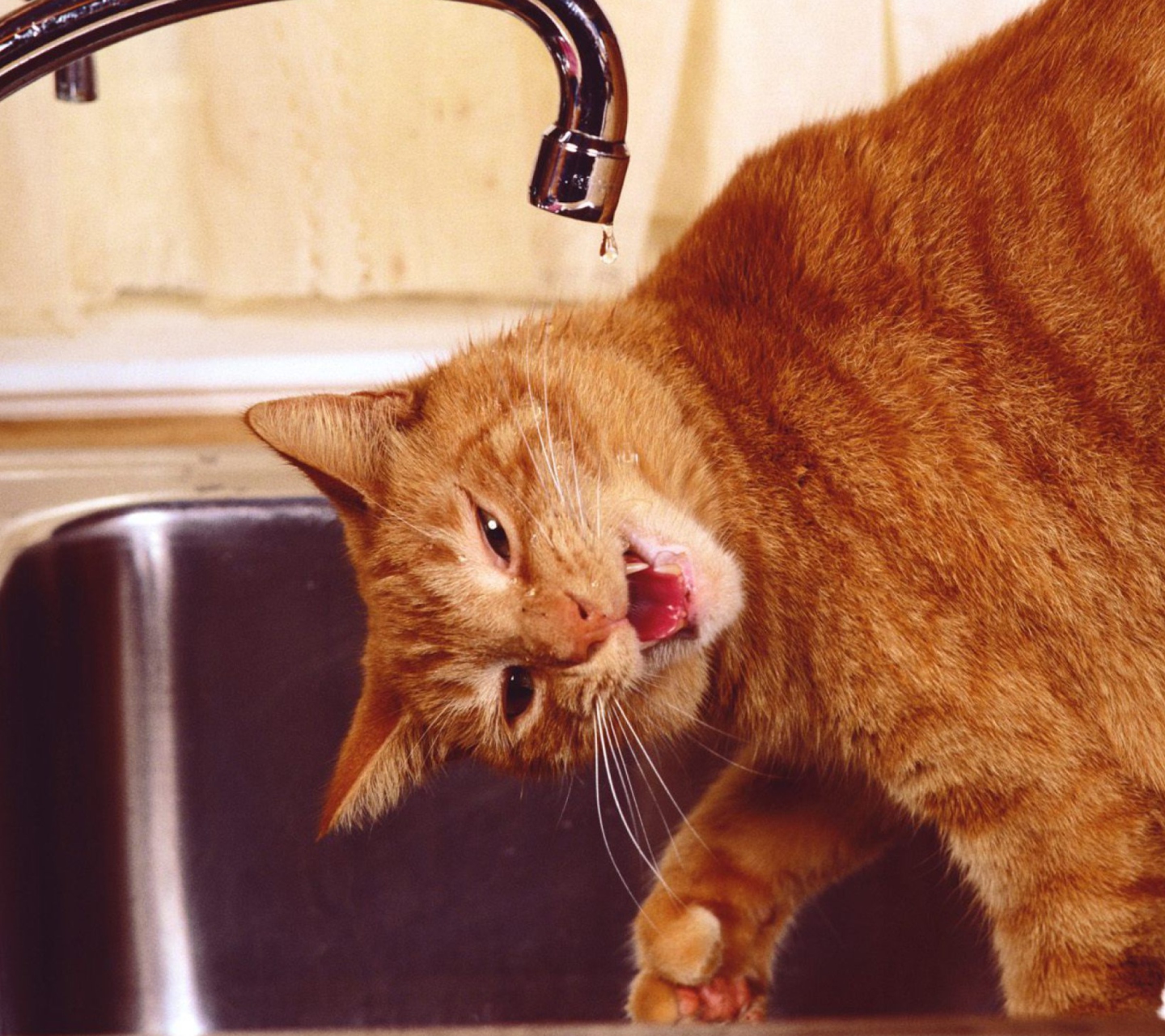 Das Thirsty Orange Tabby Cat Wallpaper 1440x1280