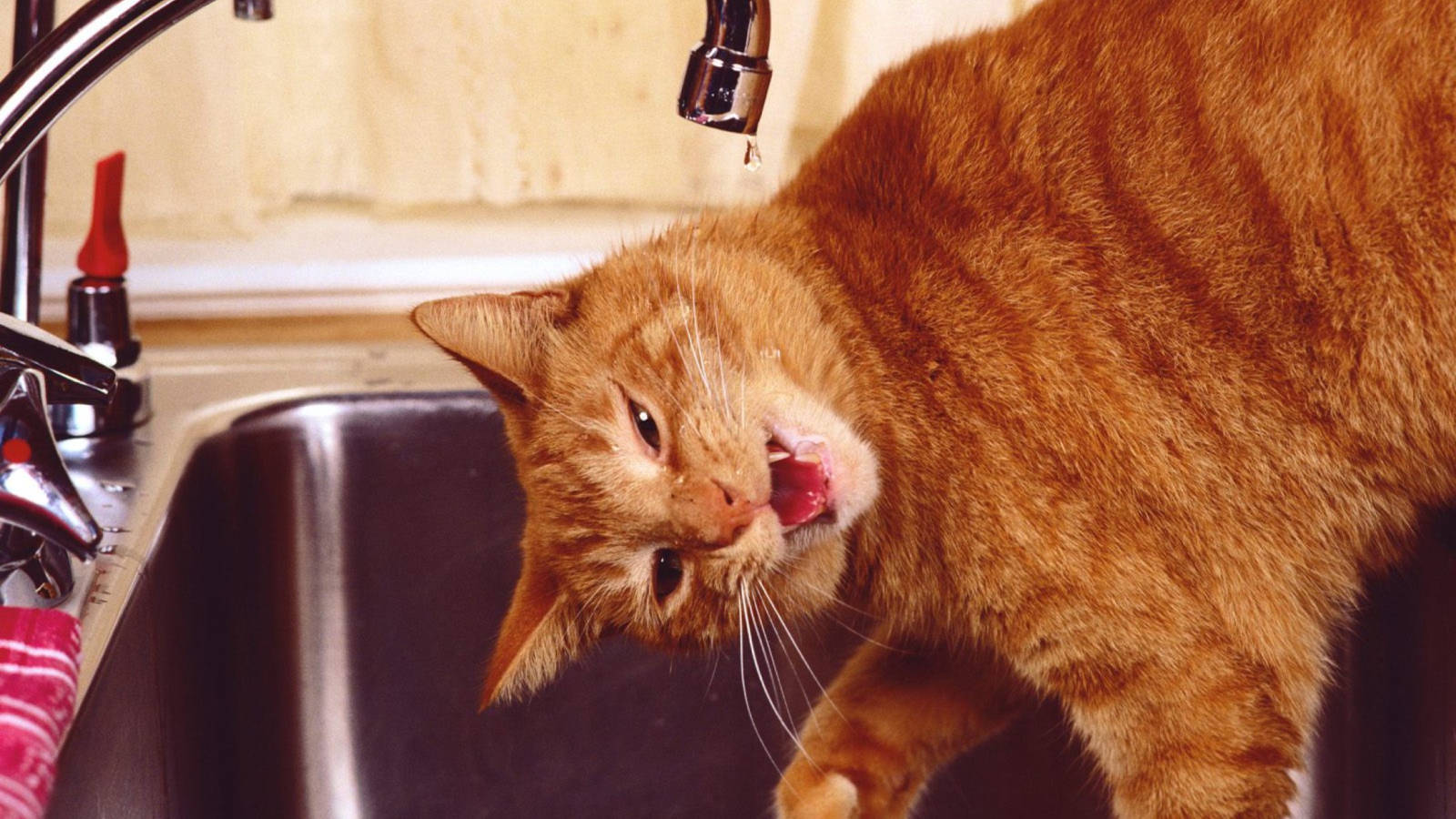 Fondo de pantalla Thirsty Orange Tabby Cat 1600x900