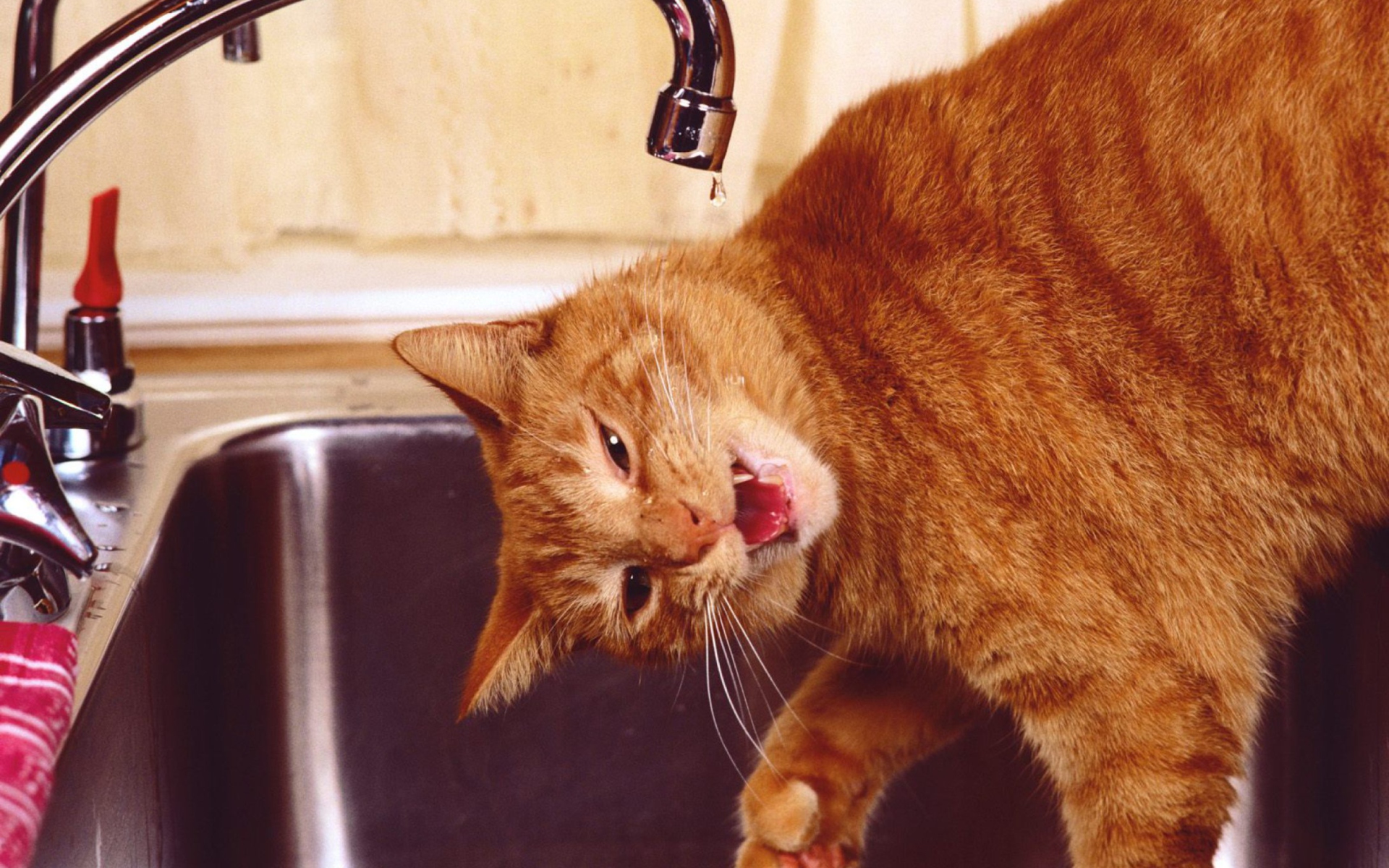 Fondo de pantalla Thirsty Orange Tabby Cat 1920x1200