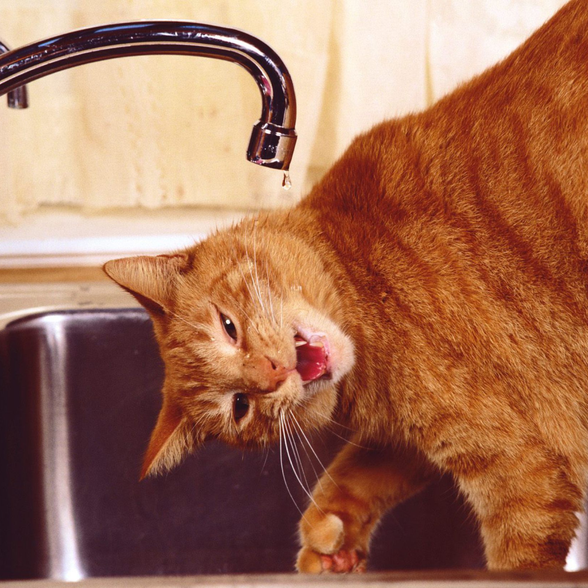 Das Thirsty Orange Tabby Cat Wallpaper 2048x2048