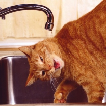 Thirsty Orange Tabby Cat wallpaper 208x208