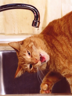 Обои Thirsty Orange Tabby Cat 240x320