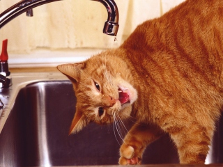 Das Thirsty Orange Tabby Cat Wallpaper 320x240