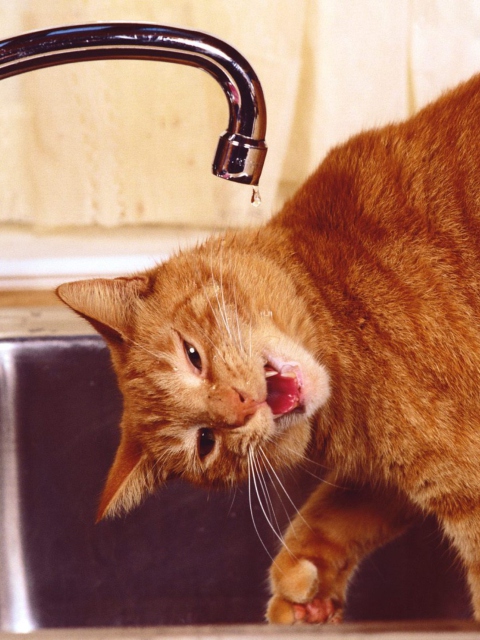 Screenshot №1 pro téma Thirsty Orange Tabby Cat 480x640