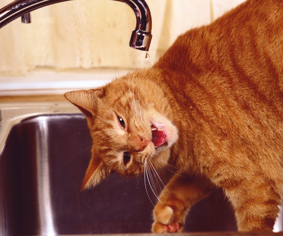 Sfondi Thirsty Orange Tabby Cat 960x800