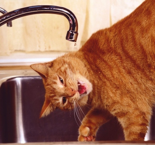 Thirsty Orange Tabby Cat - Obrázkek zdarma pro iPad