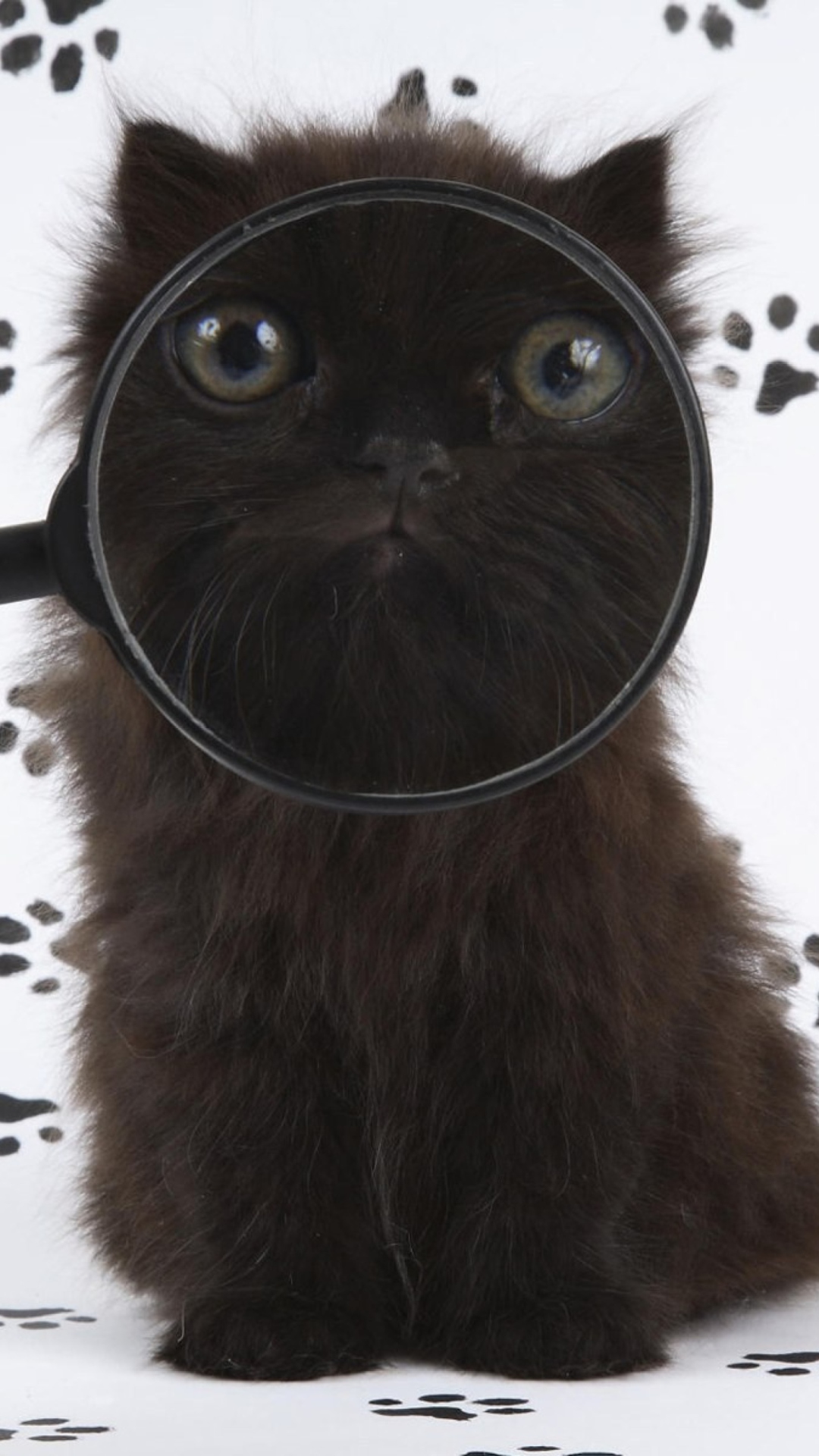 Sfondi Cat And Magnifying Glass 1080x1920
