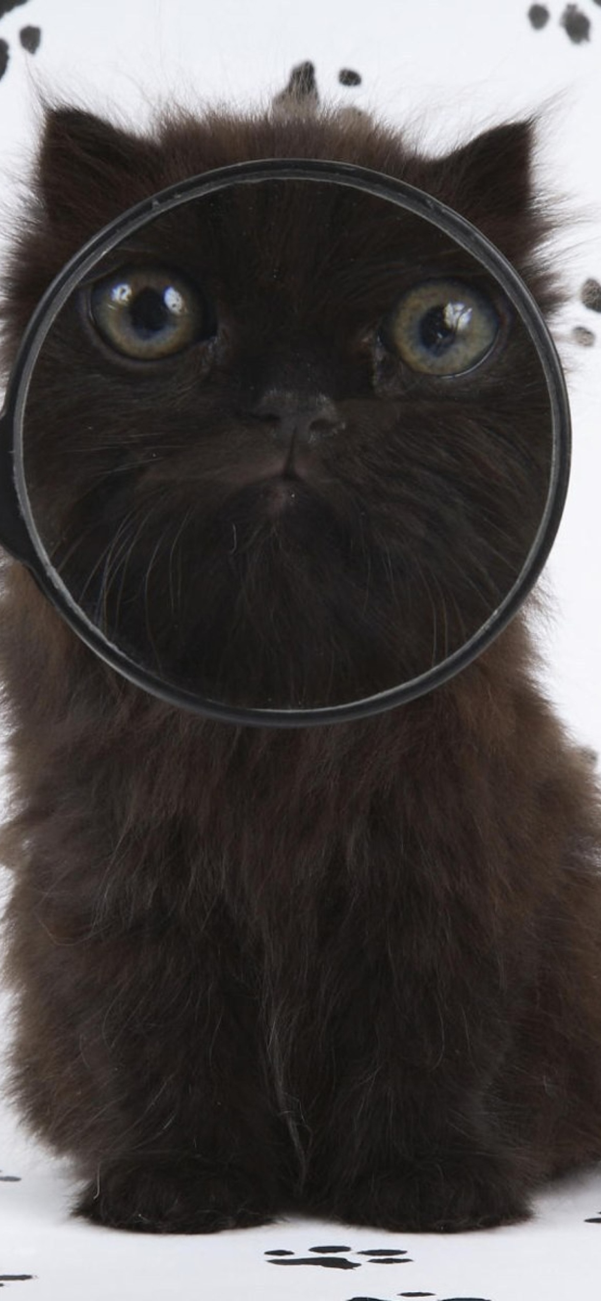 Обои Cat And Magnifying Glass 1170x2532