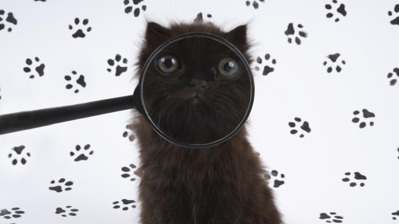 Sfondi Cat And Magnifying Glass 1280x720