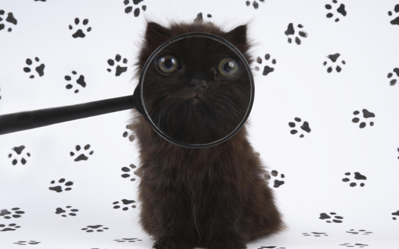 Sfondi Cat And Magnifying Glass 1280x800