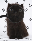 Das Cat And Magnifying Glass Wallpaper 128x160