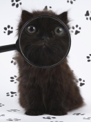 Sfondi Cat And Magnifying Glass 132x176