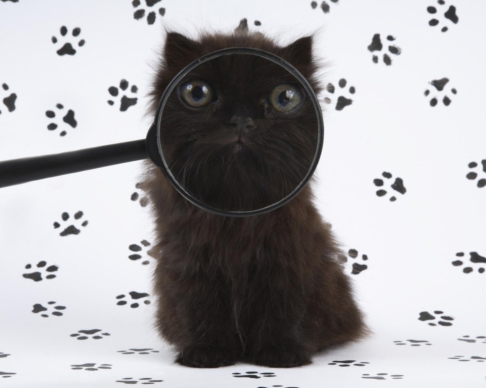 Обои Cat And Magnifying Glass 1600x1280