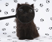 Cat And Magnifying Glass wallpaper 176x144