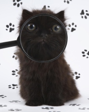 Cat And Magnifying Glass wallpaper 176x220