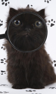 Das Cat And Magnifying Glass Wallpaper 240x400