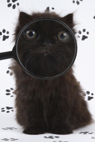 Das Cat And Magnifying Glass Wallpaper 320x480