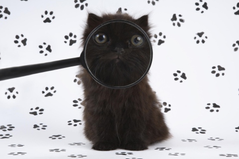 Das Cat And Magnifying Glass Wallpaper 480x320