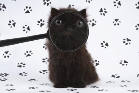 Fondo de pantalla Cat And Magnifying Glass 480x320