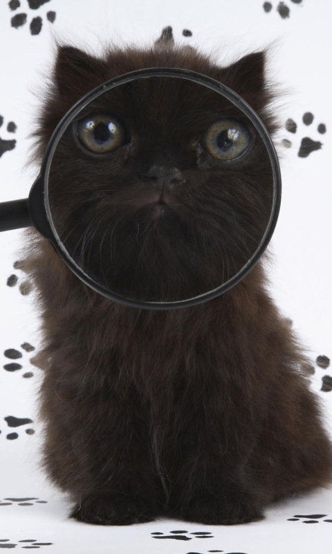 Обои Cat And Magnifying Glass 480x800