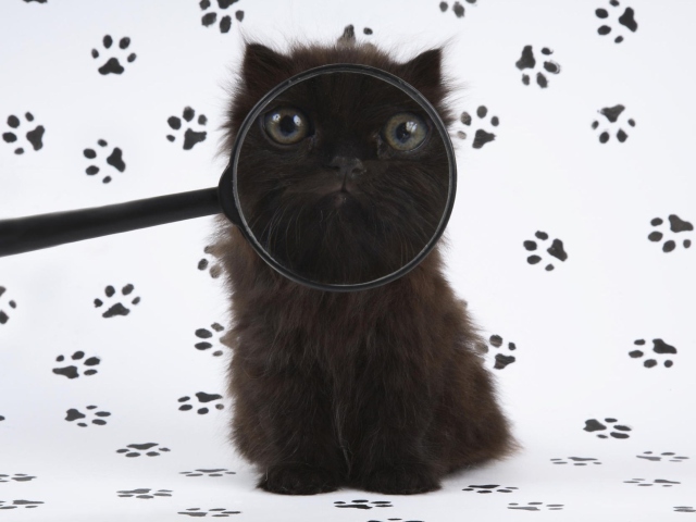 Das Cat And Magnifying Glass Wallpaper 640x480