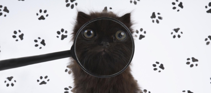 Cat And Magnifying Glass wallpaper 720x320