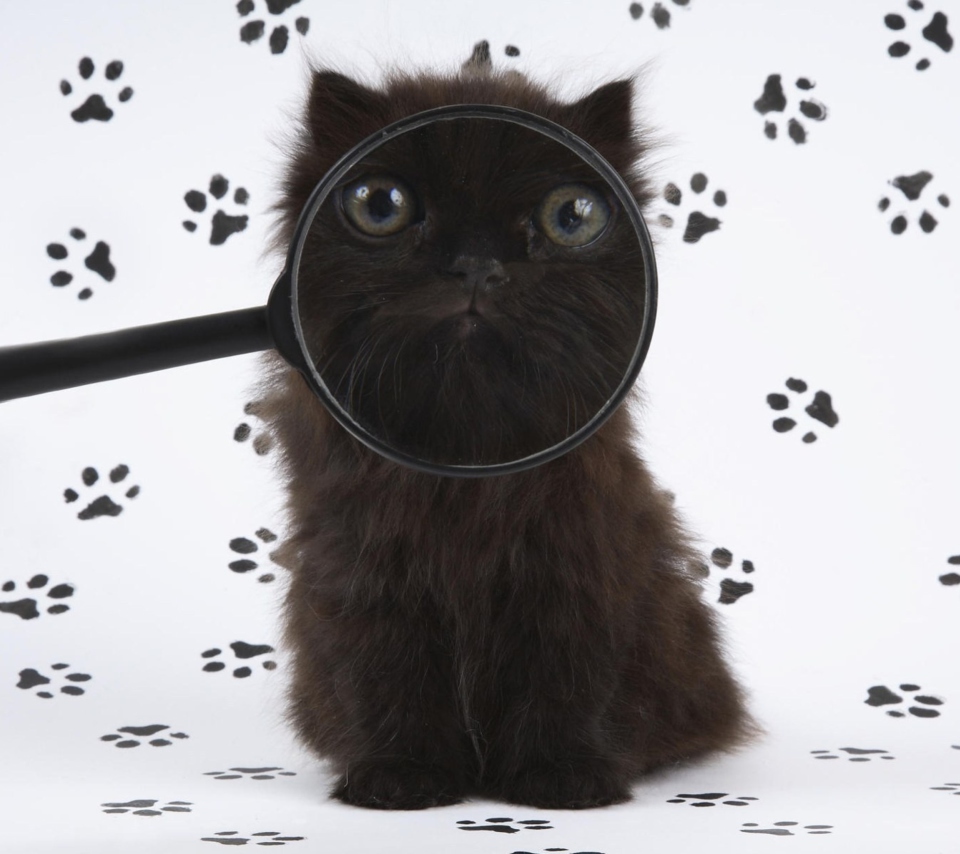 Das Cat And Magnifying Glass Wallpaper 960x854