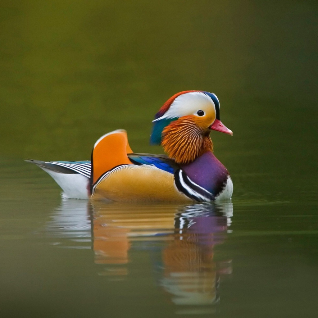 Mandarin Duck wallpaper 1024x1024