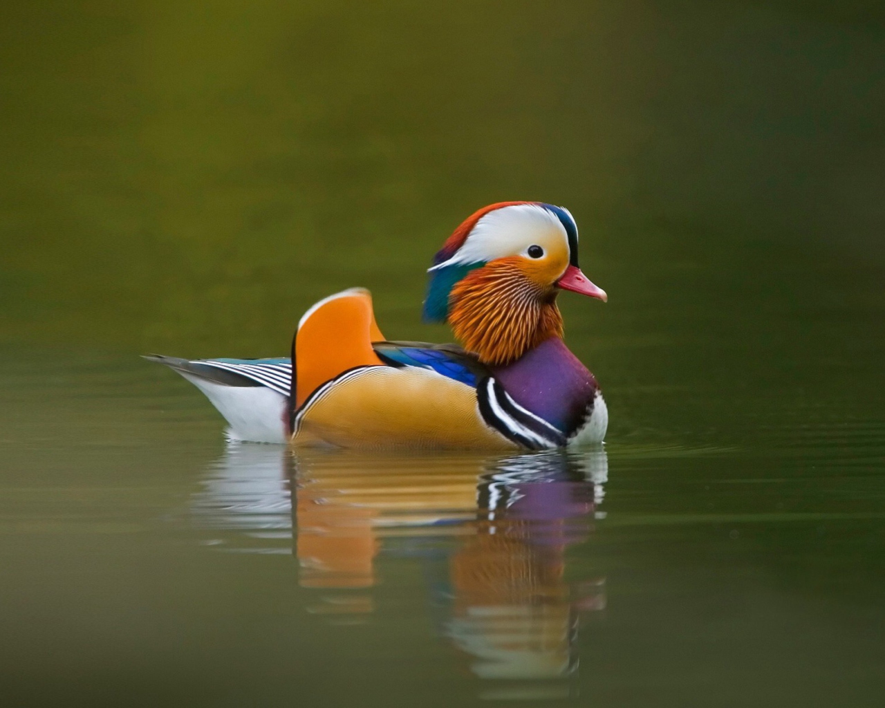 Sfondi Mandarin Duck 1280x1024