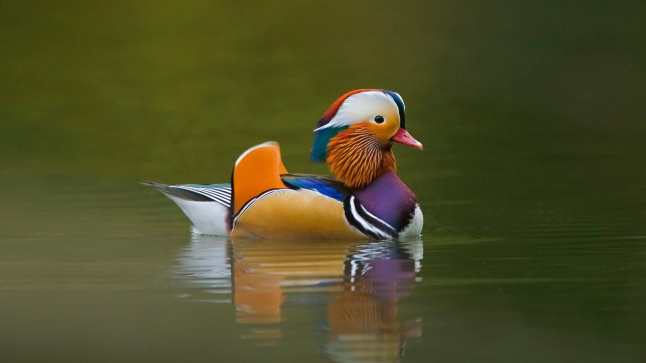 Mandarin Duck wallpaper 1280x720