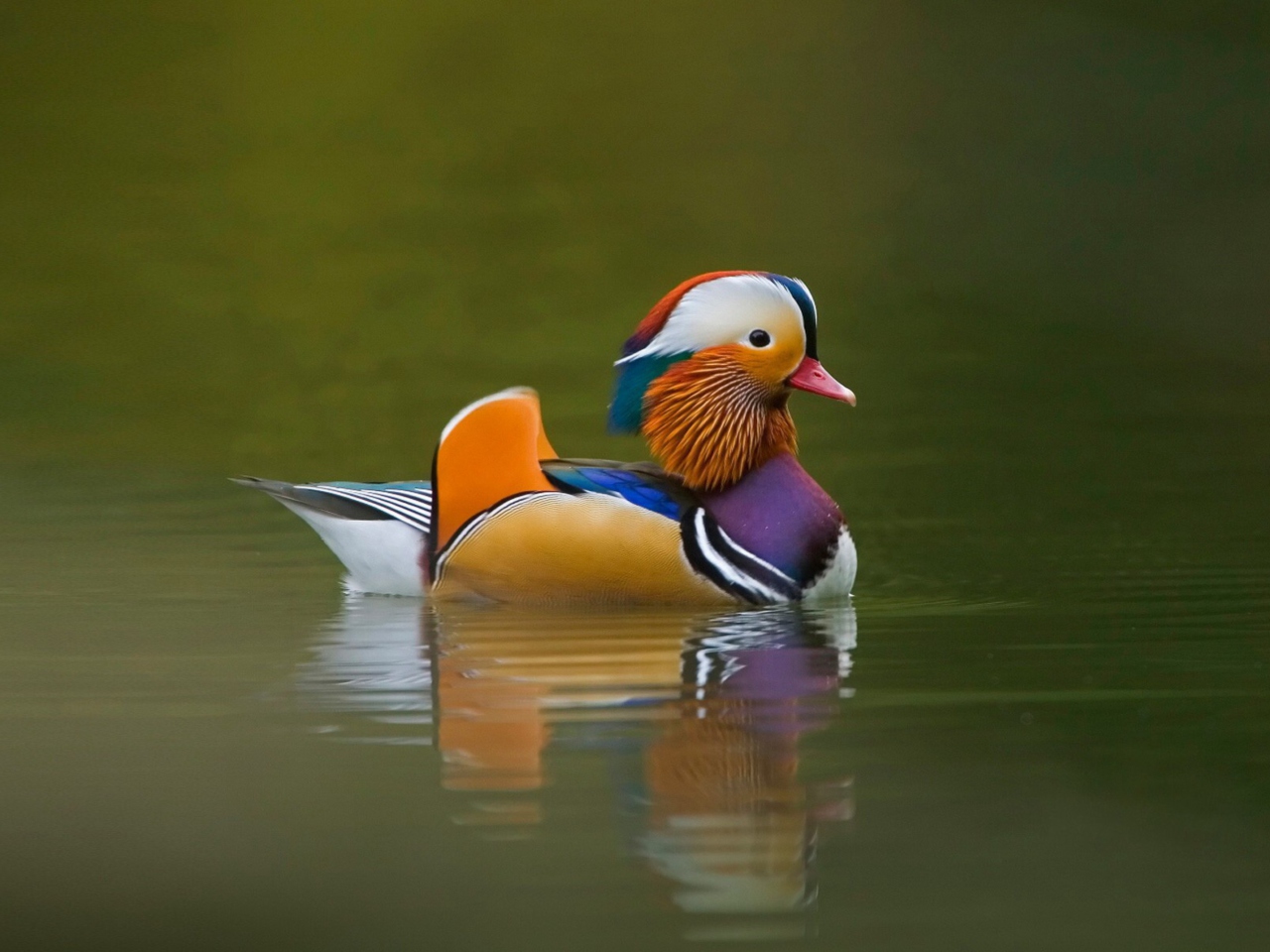 Обои Mandarin Duck 1280x960