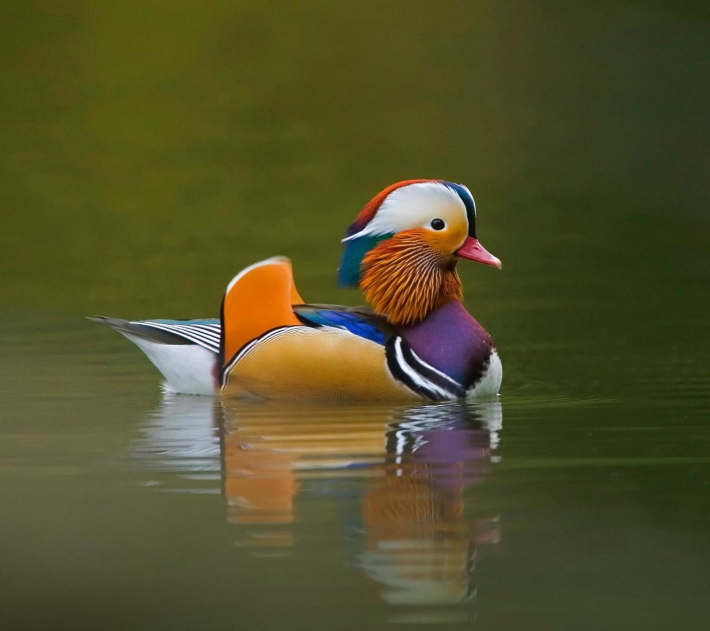 Sfondi Mandarin Duck 1440x1280