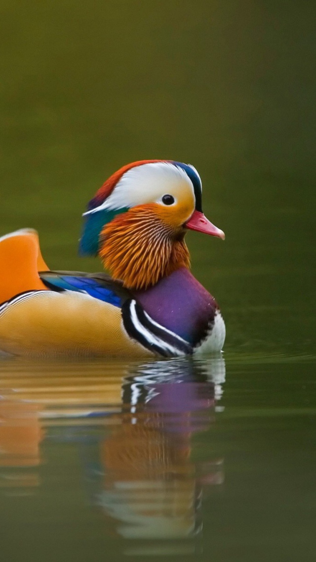 Screenshot №1 pro téma Mandarin Duck 640x1136