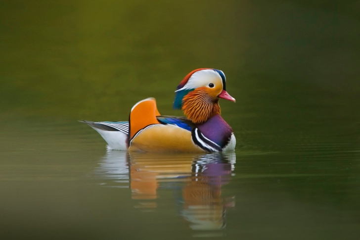 Sfondi Mandarin Duck