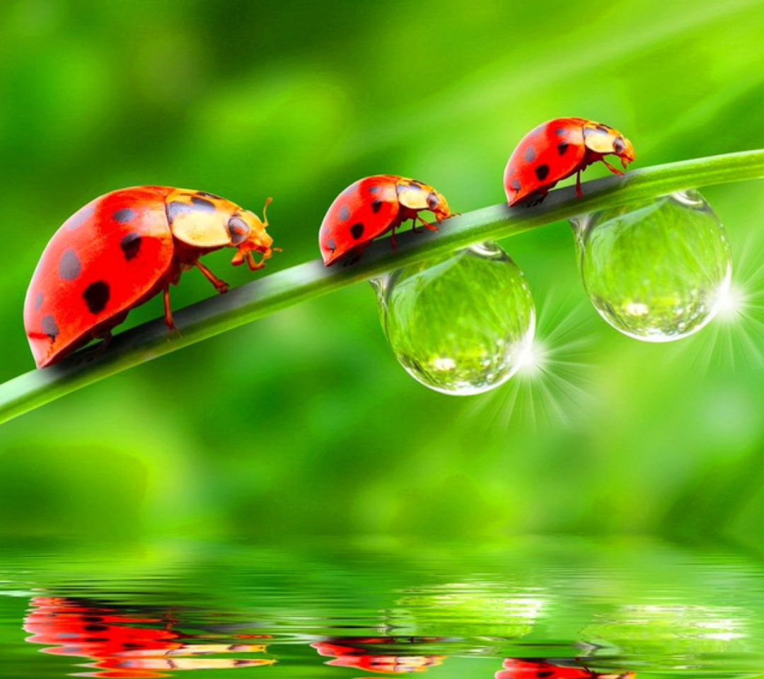 Morning Ladybugs wallpaper 1080x960
