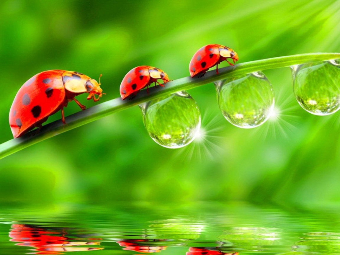 Morning Ladybugs wallpaper 1152x864