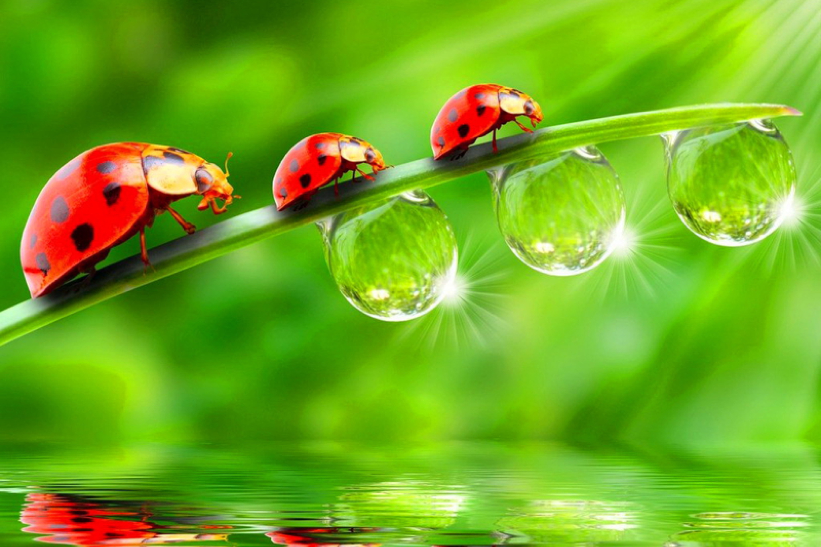 Das Morning Ladybugs Wallpaper 2880x1920