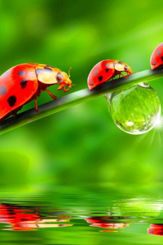 Morning Ladybugs wallpaper 320x480