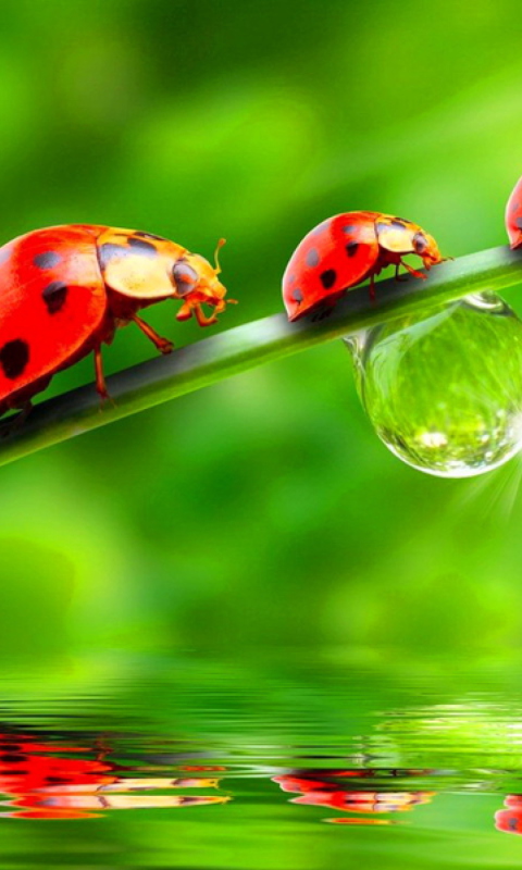 Sfondi Morning Ladybugs 480x800