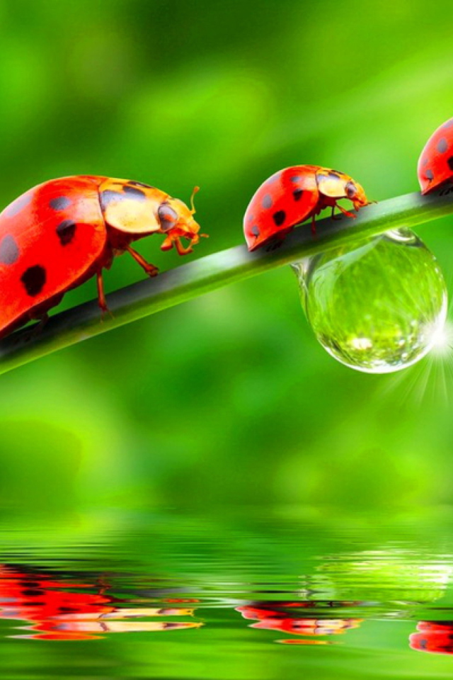 Morning Ladybugs wallpaper 640x960