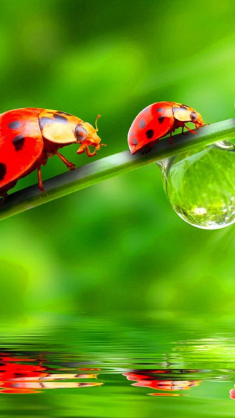 Fondo de pantalla Morning Ladybugs 750x1334