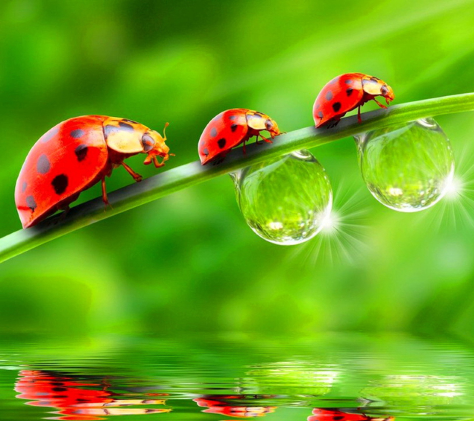 Morning Ladybugs wallpaper 960x854