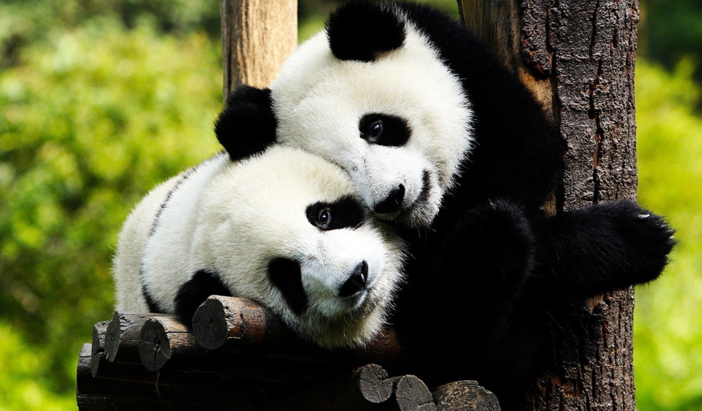Обои Two Panda Bears 1024x600