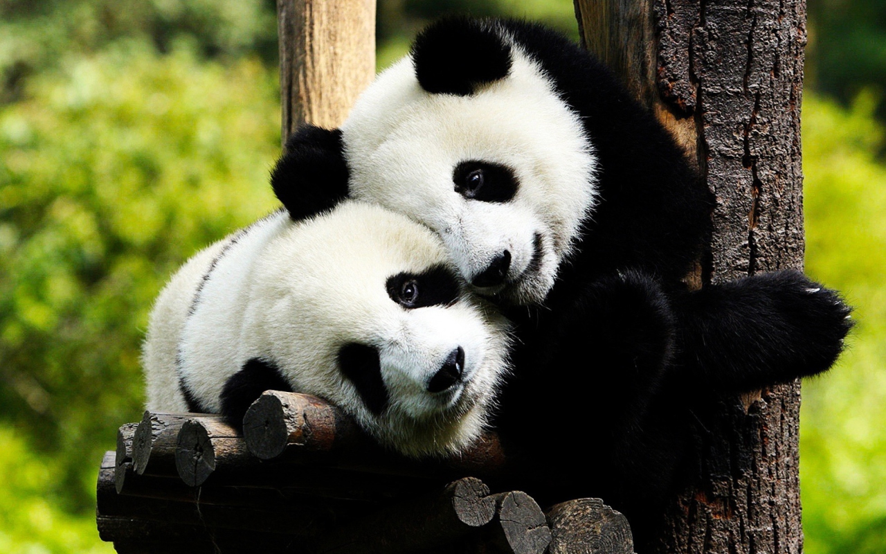 Two Panda Bears wallpaper 1280x800