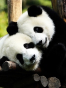 Two Panda Bears wallpaper 132x176