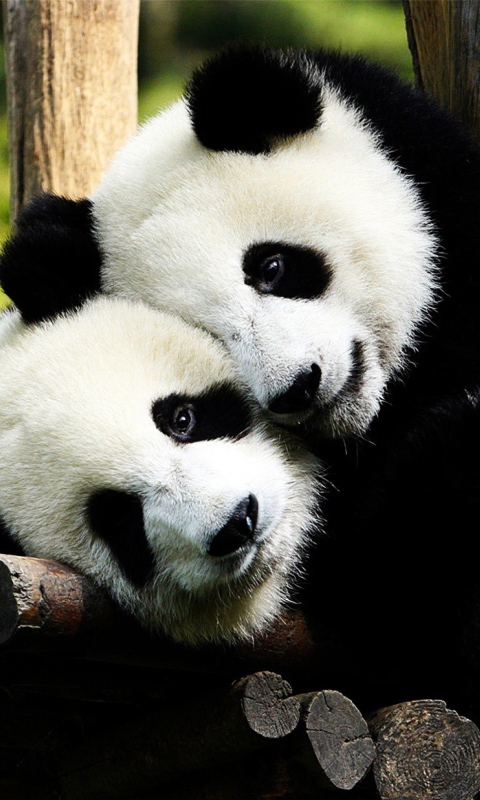 Two Panda Bears screenshot #1 480x800