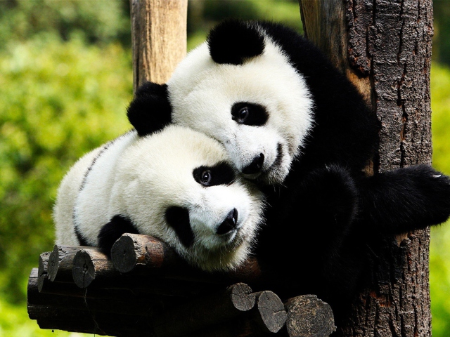 Обои Two Panda Bears 640x480