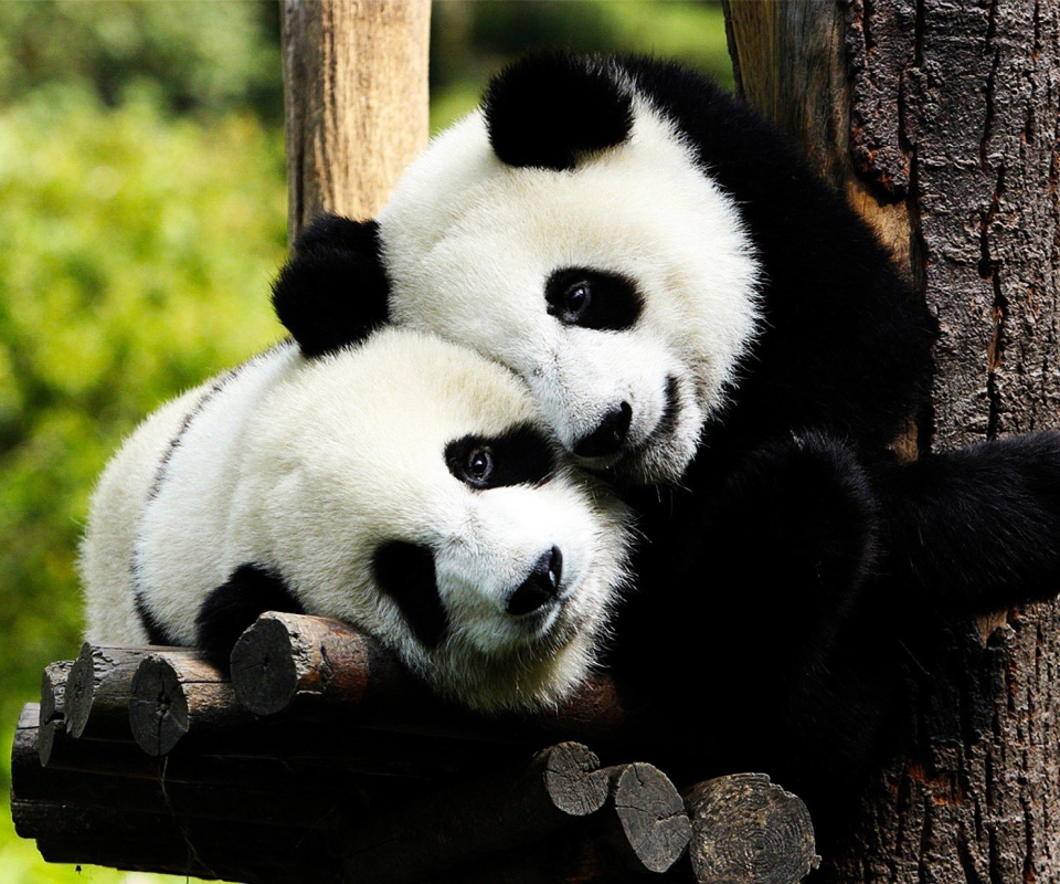 Обои Two Panda Bears 960x800