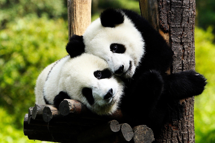 Fondo de pantalla Two Panda Bears