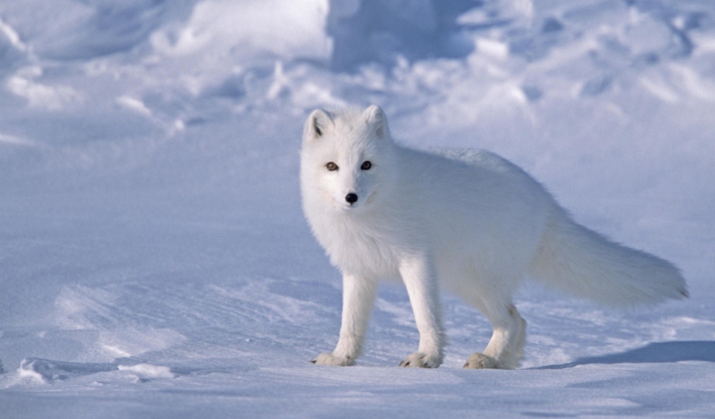 Обои Arctic Fox On Sea Ice In Arctic Ocean 1024x600